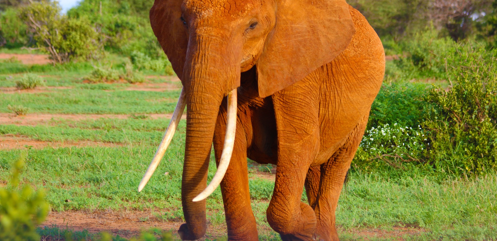 elephant, JUMP FOR JOY